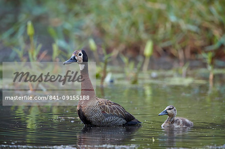 White-faced Whistling Duck (Dendrocygna viduata) adult and duckling, Kruger National Park, South Africa, Africa