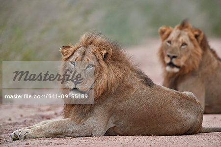 Two male Lion (Panthera leo), Kruger National Park, South Africa, Africa