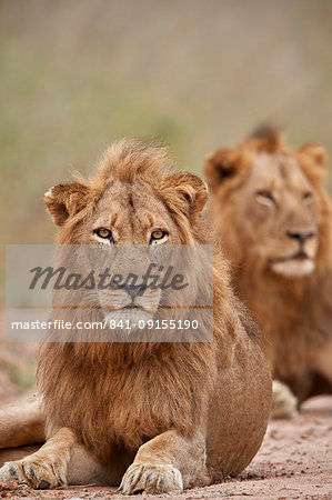 Two male Lion (Panthera leo), Kruger National Park, South Africa, Africa