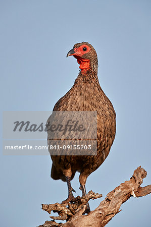 Red-necked Spurfowl (Red-necked Francolin) (Francolinus afer) (Pternistes afer), Kruger National Park, South Africa, Africa Red-necked Spurfowl (Red-necked Francolin) (Francolinus afer) (Pternistes afer), Kruger National Park, South Africa, Africa