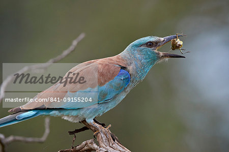 European Roller (Coracias garrulus) flipping a grasshopper, Kruger National Park, South Africa, Africa