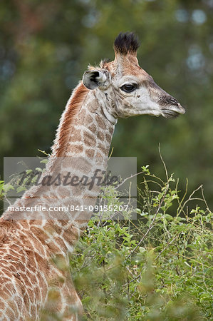 Cape Giraffe (Giraffa camelopardalis giraffa) baby, Kruger National Park, South Africa, Africa