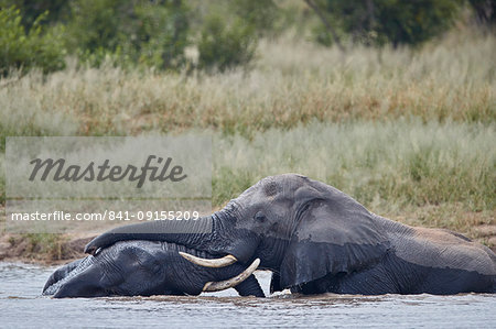 Two African Elephant (Loxodonta africana) bulls playing in a waterhole, Kruger National Park, South Africa, Africa