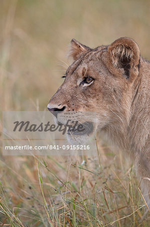 Lion (Panthera leo) cub, Kruger National Park, South Africa, Africa Lion (Panthera leo) cub, Kruger National Park, South Africa, Africa