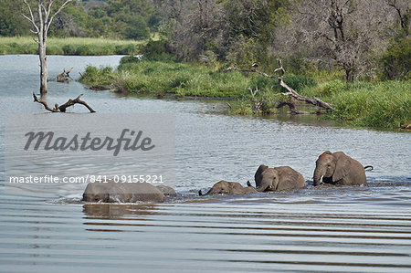 Line of African Elephant (Loxodonta africana) crossing a river, Kruger National Park, South Africa, Africa