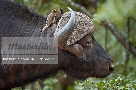 Cape Buffalo (Syncerus caffer) with a Yellow-billed Oxpecker (Buphagus africanus), Kruger National Park, South Africa, Africa Cape Buffalo (Syncerus caffer) with a Yellow-billed Oxpecker (Buphagus africanus), Kruger National Park, South Africa, Africa