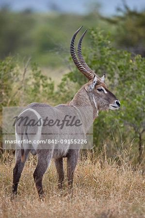 Common Waterbuck (Ellipsen Waterbuck) (Kobus ellipsiprymnus ellipsiprymnus) buck, Kruger National Park, South Africa, Africa Common Waterbuck (Ellipsen Waterbuck) (Kobus ellipsiprymnus ellipsiprymnus) buck, Kruger National Park, South Africa, Africa