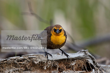 Yellow-headed Blackbird (Xanthocephalus xanthocephalus), female, Lac Le Jeune Provincial Park, British Columbia, Canada, North America