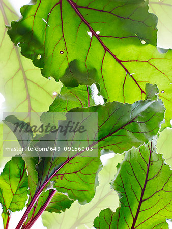 Still life of beetroot leaves, overhead view