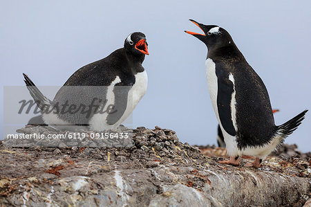 Gentoo penguin (Pygoscelis papua) pair communicating, Damoy Point, Dorian Bay, Wiencke Island, Antarctic Peninsula, Antarctica, Polar Regions