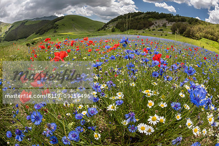 Wildflower meadow of poppies, ox-eye daisy and cornflower, Monte Sibillini Mountains, Piano Grande, Umbria, Italy, Europe