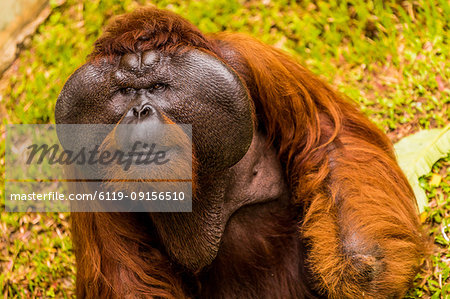 Native Orangutan in Bako National Park, Kuching, Sarawak, Borneo, Malaysia, Southeast Asia, Asia