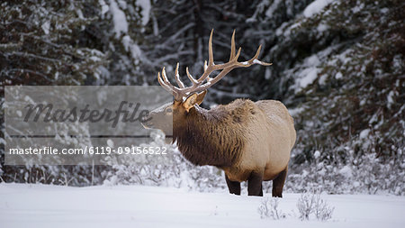 Large Bull Elk (Cervus canadensis) standing in deep snow during winter in Banff National Park, UNESCO World Heritage Site, Alberta, The Rockies, Canada, North America