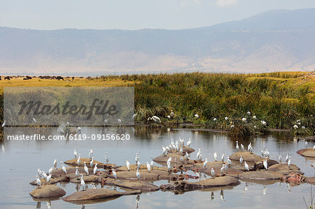 Cattle egret (Bubulcus ibis) and hippo (Hippopotamus amphibius) at a water hole, Ngorongoro Crater, UNESCO World Heritage Site, Tanzania, East Africa, Africa