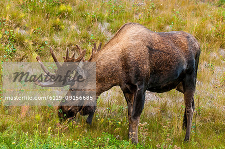 Moose (Alces alces), Kenai Peninsula, Alaska, United States of America, North America Moose (Alces alces), Kenai Peninsula, Alaska, United States of America, North America