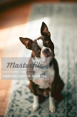 Portrait of Boston terrier, head cocked looking at camera