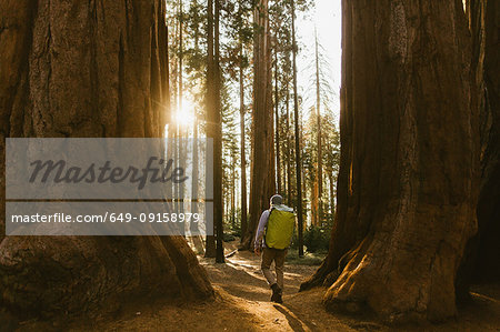 Hiker hiking among sequoia trees, Sequoia National Park, California, USA