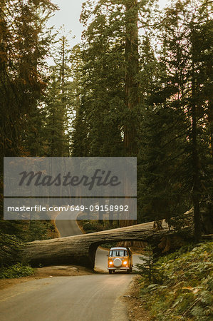 Man driving camper van under fallen sequoia tree, Sequoia National Park, California, USA