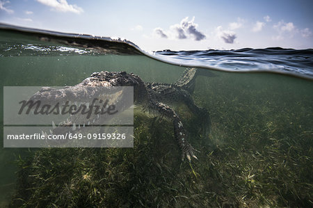 American crocodile (crocodylus acutus) in shallows showing teeth, Chinchorro Banks, Xcalak, Quintana Roo, Mexico