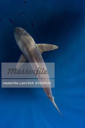 Silky shark in blue water, Revillagigedo, Tamaulipas, Mexico