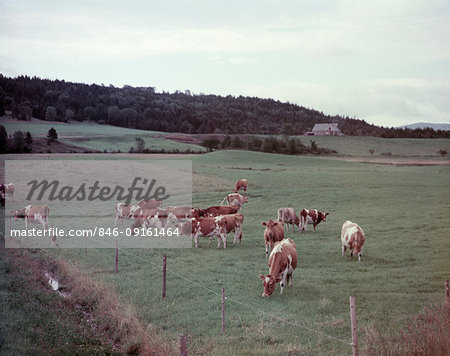 1950s HERD OF GUERNSEY DAIRY COWS IN GREEN FARM PASTURE GRAZING ELECTRIC FENCE
