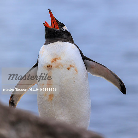 Gentoo penguin (Pygoscelis papua), calling, tongue visible, Gonzalez Videla Station, Waterboat Point, Paradise Bay, Antarctica, Polar Regions