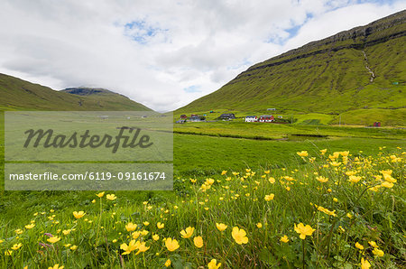 Wild flowers on green hills of Kollafjorour, Torshavn Municipality, Streymoy Island, Faroe Islands, Denmark, Europe