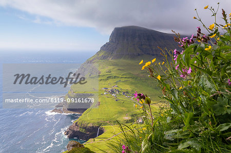 Wild flowers on top of rocks, Gasadalur, Vagar Island, Faroe Islands, Denmark, Europe