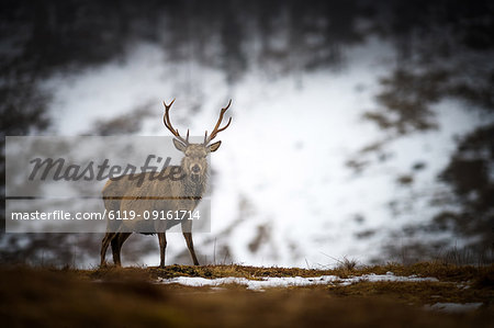 Red deer stag in the snow, Scottish Highlands, Scotland, United Kingdom, Europe