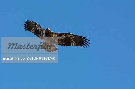 Juvenile Bald Eagle in flight (Haliaeetus leucocephalus), Jasper National Park, Alberta, Canada, North America Juvenile Bald Eagle in flight (Haliaeetus leucocephalus), Jasper National Park, Alberta, Canada, North America