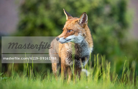 Urban fox, United Kingdom, Europe