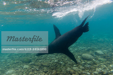 Galapagos sea lions (Zalophus californianus wollebaeki), underwater, Santa Fe Island, Galapagos Islands. Ecuador, South America