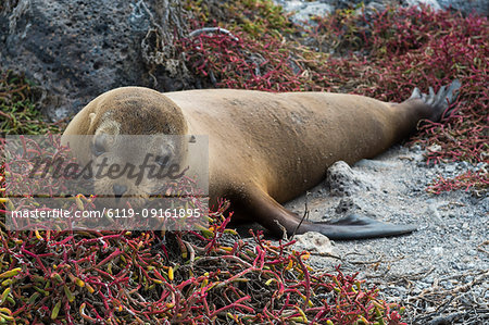 Portrait of a Galapagos sea lion (Zalophus californianus wollebaeki), South Plaza Island, Galapagos Islands, UNESCO World Heritage Site, Ecuador, South America