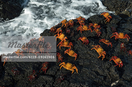Sally Lightfoot Crab (Grapsus grapsus), Bachas beach, North Seymour Island, Galapagos Islands, UNESCO World Heritage Site, Ecuador, South America Sally Lightfoot Crab (Grapsus grapsus), Bachas beach, North Seymour Island, Galapagos Islands, UNESCO World Heritage Site, Ecuador, South America