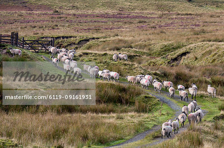 A herd of Swaledale sheep walking along a path on a hillside in the Forest of Bowland in Lancashire, England, United Kingdom, Europe