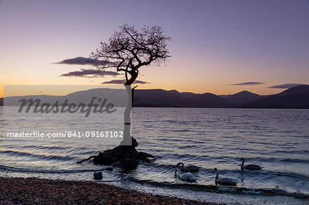 Lone tree with swans, Milarrochy Bay, Loch Lomond, Scotland, United Kingdom, Europe