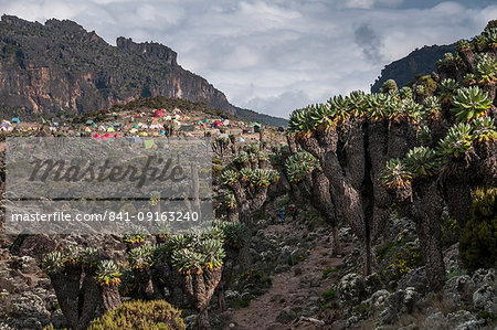 The approach to the Barranco Huts Camp, 3950m, in the Barranco Valley, rich in Senecio trees and lobelia, Mount Kilimanjaro, Tanzania, East Africa, Africa The approach to the Barranco Huts Camp, 3950m, in the Barranco Valley, rich in Senecio trees and lobelia, Mount Kilimanjaro, Tanzania, East Africa, Africa