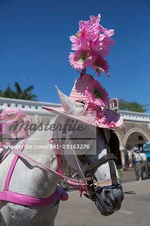 Horse with hat, Izamal, Yucatan, Mexico, North America