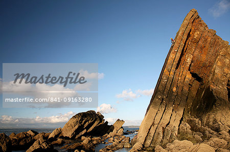 Rock climber in action, Culm Coast, North Devon, England, United Kingdom, Europe