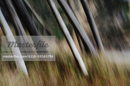 Tree trunks, white straight and smooth leaning at an angle, Arcadia Beach State Park, Oregon