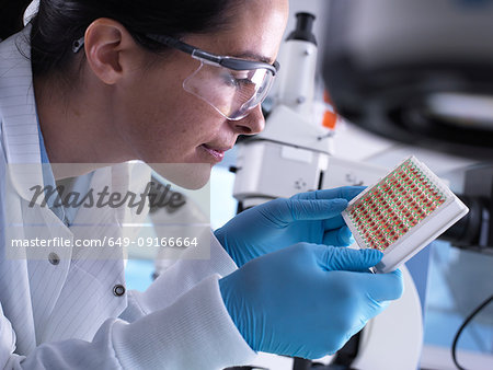 Scientist viewing a multi well plate containing blood samples for screening