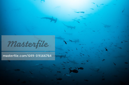 School of scalloped hammerheads, Puntarenas, Costa Rica