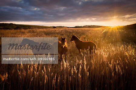 Three horses in field at sunset, Doolin, Clare, Ireland