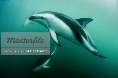 Dusky dolphins (Lagenorhynchus obscurus), swimming underwater, Kaikoura, Gisborne, New Zealand