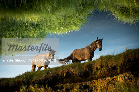 Still water showing reflection of two horses walking, Doolin, Clare, Ireland