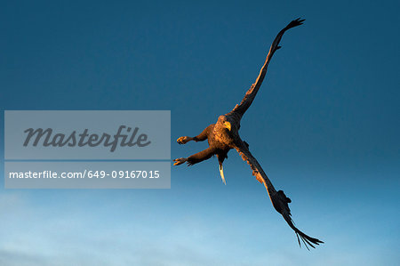 White-tailed Eagle (Haliaeetus albicilla), in flight, hunting for fish, Lofoten, Nordland, Norway