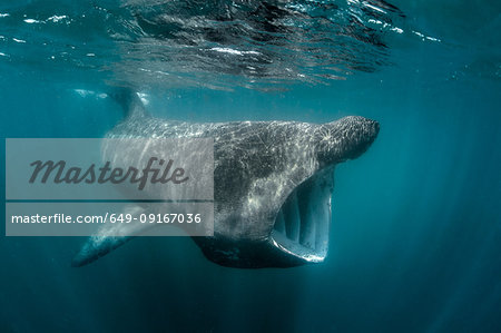 Basking shark (Cetorhinus maximus), underwater view, Baltimore, Cork, Ireland