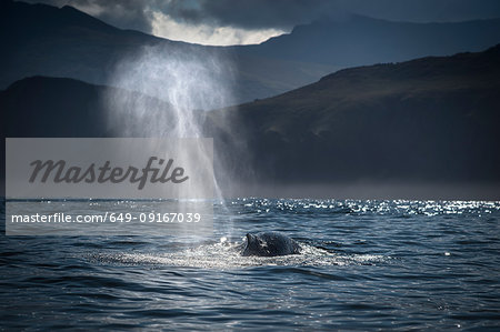 Humpback whale (Megaptera novaeangliae), spouting, Blasket Islands, Dingle, Kerry, Ireland