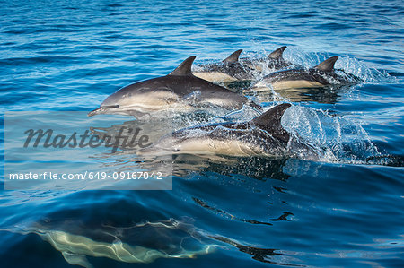 Group of common dolphins (Delphinus), porpoising, Blasket Islands, Dingle, Kerry, Ireland