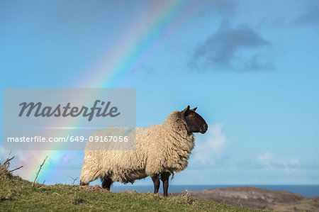 Sheep standing on hillside, rainbow in background, Dingle, Kerry, Ireland
